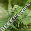 5 UND FEM - PINEAPPLE EXPRESS 2 G13 LABS SEEDS 5 FEMINIZADAS