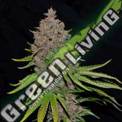 5 UND FEM - PURPLE HAZE G13 LABS SEEDS 5 FEMINIZADAS
