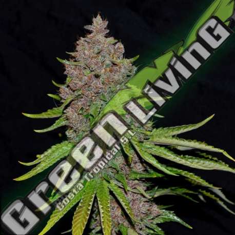 5 UND FEM - PURPLE HAZE G13 LABS SEEDS 5 FEMINIZADAS