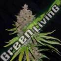 5 UND FEM - PURPLE HAZE G13 LABS SEEDS 5 FEMINIZADAS