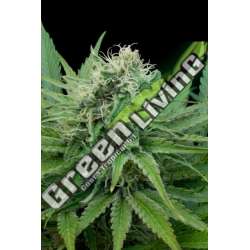 5 UND FEM - RAW DIESEL G13 LABS SEEDS 5 FEMINIZADAS