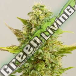 5 UND FEM - ROYAL KUSH G13 LABS SEEDS 5 FEMINIZADAS