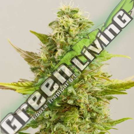 5 UND FEM - ROYAL KUSH G13 LABS SEEDS 5 FEMINIZADAS