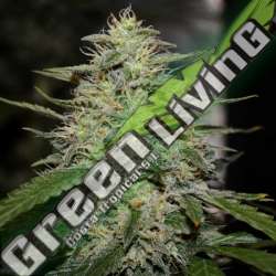 5 UND FEM - SKUNK 1 G13 LABS SEEDS 5 FEMINIZADAS