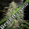 5 UND FEM - SKUNK 1 G13 LABS SEEDS 5 FEMINIZADAS