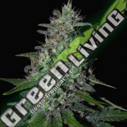 5 UND FEM - SUPER SKUNK G13 LABS SEEDS 5 FEMINIZADAS