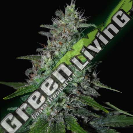 5 UND FEM - SUPER SKUNK G13 LABS SEEDS 5 FEMINIZADAS