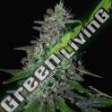 5 UND FEM - SUPER SKUNK G13 LABS SEEDS 5 FEMINIZADAS