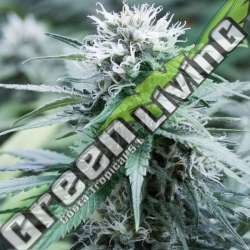5 UND FEM - SWEET AMNESIA G13 LABS SEEDS 5 FEMINIZADAS