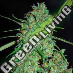 5 UND FEM - WHITE CRITICAL G13 LABS SEEDS 5 FEMINIZADAS