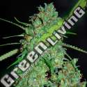 5 UND FEM - WHITE CRITICAL G13 LABS SEEDS 5 FEMINIZADAS