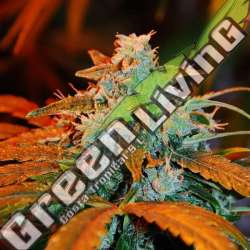 5 UND FEM - AUTO BERRY G13 LABS SEEDS 5 FEMINIZADAS