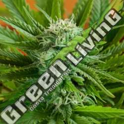 5 UND FEM - AUTO PINEAPPLE EXPRESS G13 LABS SEEDS 5 FEMINIZADAS