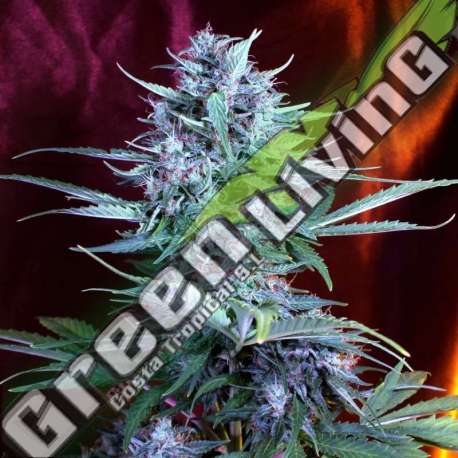 5 UND FEM - AUTO BRIDE CAKE G13 LABS SEEDS 5 FEMINIZADAS