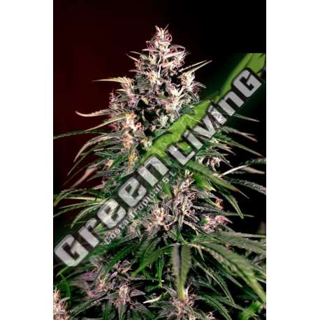 5 UND FEM - AUTO DOSI G13 LABS SEEDS 5 FEMINIZADAS