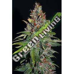 5 UND FEM - TROPICAL PUNCH G13 LABS SEEDS 5 FEMINIZADAS