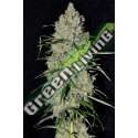 5 UND FEM - PINEAPPLE EXPRESS 2 AUTO G13 LABS SEEDS 5 FEMINIZADAS