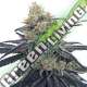 3 UND FEM - CBD 1 ACE SEEDS 3 UND FEMINIZADAS