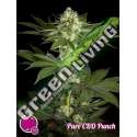 5 UND FEM - PURE CBD PUNCH PHILOSOPHER 5 UND FEMINIZADAS