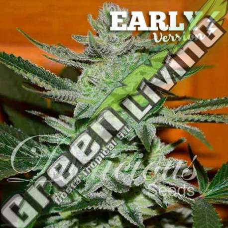 5 UND FEM - UNKNOWN KUSH (EARLY VERSION) DELICIOUS 5 UND FEMINIZADA