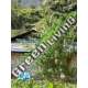 10 UND REG - NEPAL ANNAPURNA ACE SEEDS 10 UND REGULARES