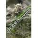 5 UND FEM - FAST FLOWERING OGKZ HUMBOLDT 5 UND FEMINIZADAS