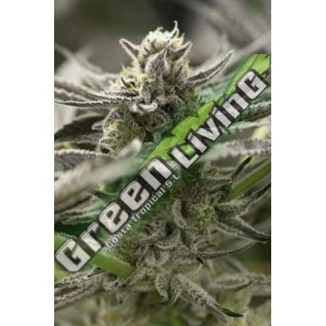 5 UND FEM - FAST FLOWERING OGKZ HUMBOLDT 5 UND FEMINIZADAS