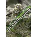 5 UND FEM - FAST FLOWERING OGKZ HUMBOLDT 5 UND FEMINIZADAS