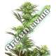 5 UND FEM - GUAVA JELLY SENSI WHITE LABEL 5 UND FEMINIZADAS