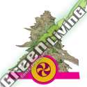 5 UND FEM - SWEET ZZ USA PREMIUM ROYAL QUEEN 5 UND FEMINIZADAS