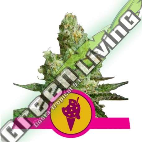 5 UND FEM - COOKIES GELATO USA PREMIUM ROYAL QUEEN 5 UND FEMINIZADA