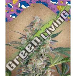 10 UND FEM - AUTO BLUEBERRY CHEESECAKE FEMALE SEEDS 10 UND FEMINIZADAS