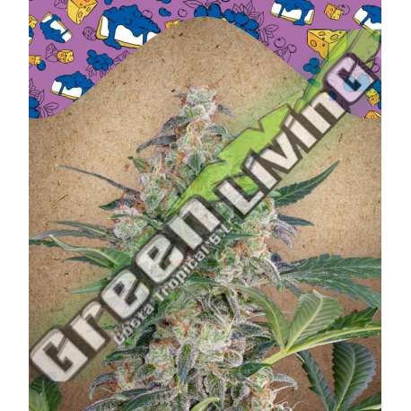 10 UND FEM - AUTO BLUEBERRY CHEESECAKE FEMALE SEEDS 10 UND FEMINIZADAS