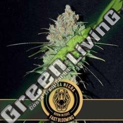 6 UND FEM - MAMBA NEGRA FBV BLIMBURN SEEDS 6 UND FEMINIZADAS