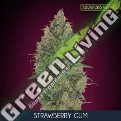 10 UND FEM - STRAWBERRY GUM ADVANCED SEEDS 10 UND FEM