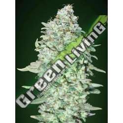 10 UND FEM - OG KUSH SFV ADVANCED SEEDS 10 UND FEM