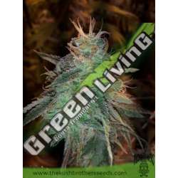 5 UND FEM - BANANA SHERBET THE KUSH BROTHERS SEEDS 5 UND FEMINIZADA