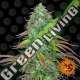 5 UND FEM - LSD AUTO BARNEY'S FARM 5 UND FEMINIZADAS
