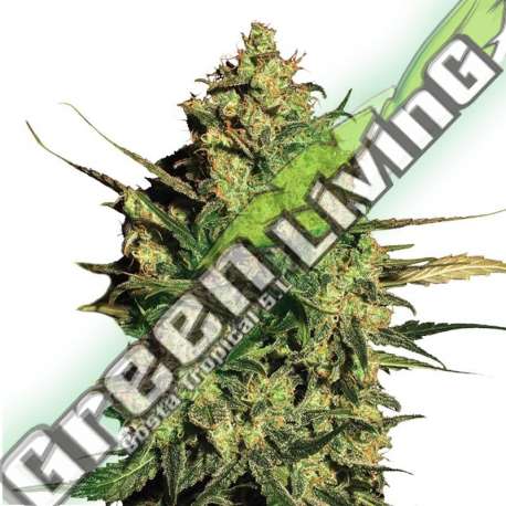 10 UND FEM - AUTO MASTER KUSH NIRVANA 10 UND FEMINIZADAS