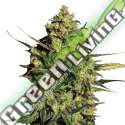 10 UND FEM - AUTO MASTER KUSH NIRVANA 10 UND FEMINIZADAS