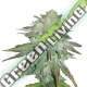 10 UND FEM - AUTO RASPBERRY COUGH NIRVANA 10 UND FEMINIZADAS