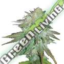 10 UND FEM - AUTO RASPBERRY COUGH NIRVANA 10 UND FEMINIZADAS