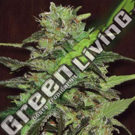 5 UND FEM - GASOLINE EXCLUSIVE SEEDS 5 UND FEM