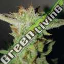 5 UND FEM - SUPER LARRY OG EXCLUSIVE SEEDS 5 UND FEM