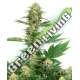 5 UND FEM - GELATO 420 SENSI WHITE LABEL 5 UND FEMINIZADAS