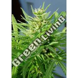 10 UND REG - GUAWI ACE SEEDS 10 UND REGULARES