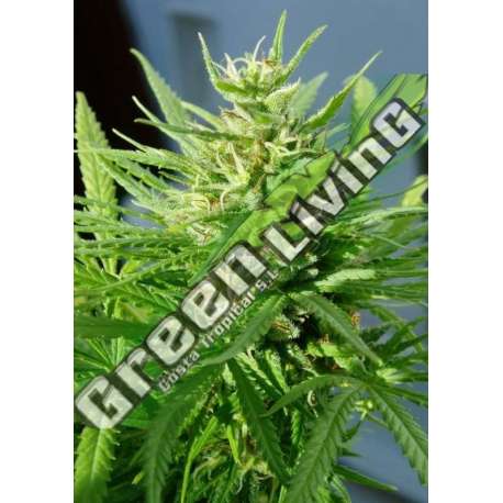 10 UND REG - GUAWI ACE SEEDS 10 UND REGULARES