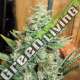 10 UND REG - PANAMA X MALAWI ACE SEEDS 10 UND REGULARES
