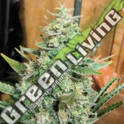 10 UND REG - PANAMA X MALAWI ACE SEEDS 10 UND REGULARES