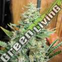 10 UND REG - PANAMA X MALAWI ACE SEEDS 10 UND REGULARES